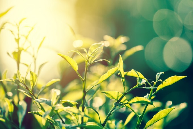 Nature vintage, leaves with sunset background